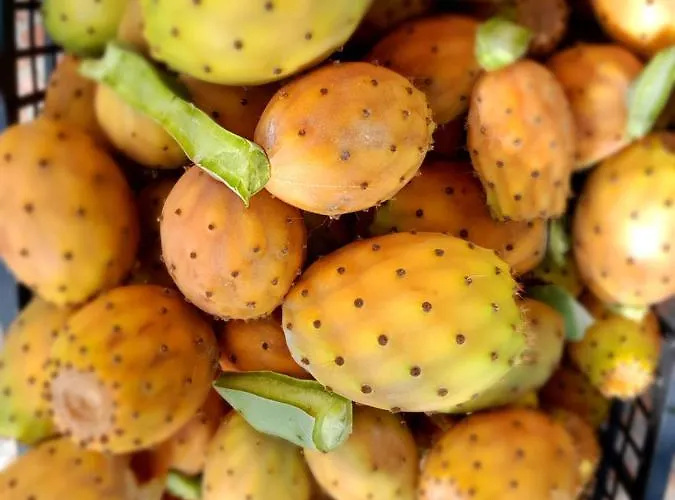 Nni Gecchi Чефалу